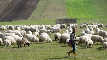 Ce salariu are un cioban in Romania Desi suma nu e deloc de neglijat ofertele din strainatate sunt mult mai tentante