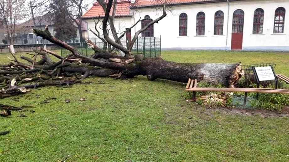 Veste proasta Stejarul lui Arsenie Boca sa prabusit Ce vor sa faca autoritatile cu lemnul recuperat
