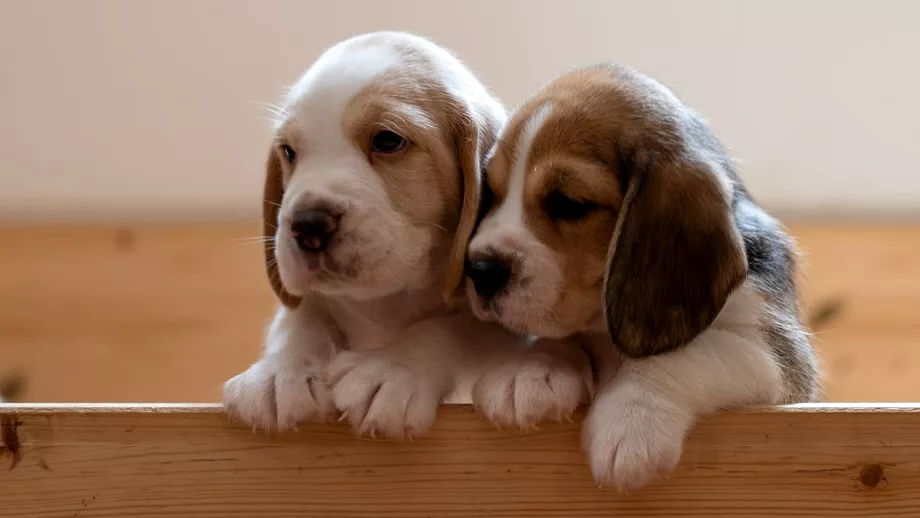 Doi pui de Beagle au fost clonati cu succes in Coreea de Sud Cum sa intamplat totul
