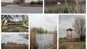 Reportaj din Parcul Vacaresti Cum arata viitorul pentru delta din centrul Capitalei Isi va pierde caracteristicile de zona umeda daca nu se intervine