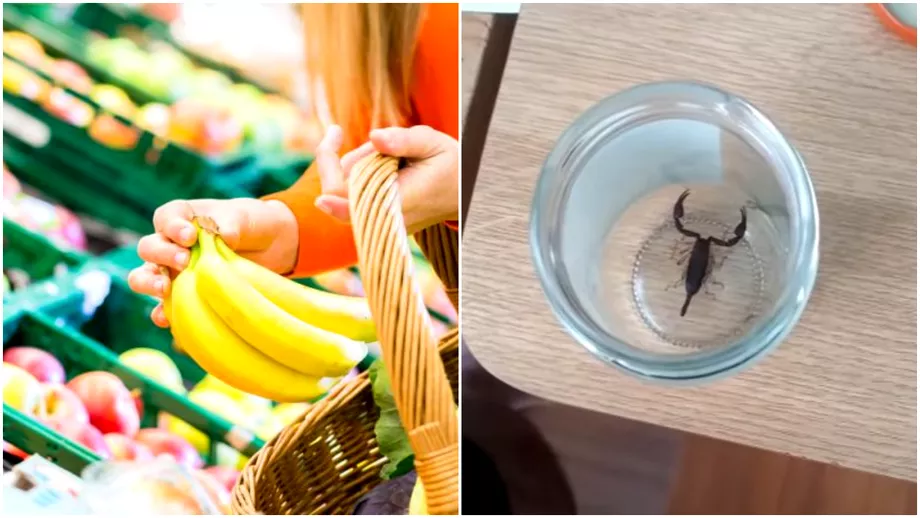 O femeie din Iasi a fost intepata de un scorpion dupa ce a cumparat banane de la un supermarket In ce stare se afla
