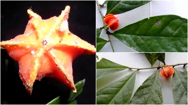 Secretul celei mai misterioase plante din lume a fost deslusit dupa 50 de ani de cercetari Nu credeam ca e atat de speciala
