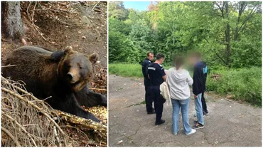 Incident grav in Arges Trei adolescenti au fost surprinsi de un urs Cum au reusit sa scape de animal
