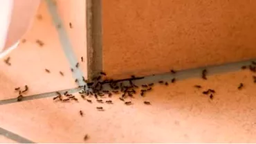 Cum sa scapi de furnicile din casa Metode simple si rapide