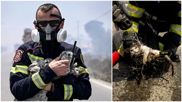 Imagini virale cu pompierii romani Au salvat o pisica si mai multi iepuri din incendiile distrugatoare din Grecia