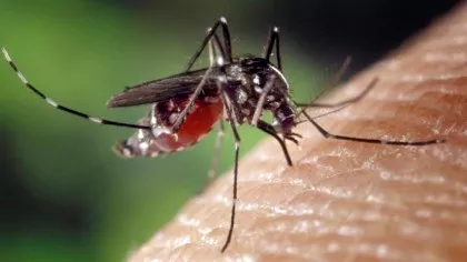 Scăpați de teroarea țânțarilor cu o soluție ieftină și naturală. Aveți aceste trei...