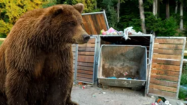 Cum arată tomberoanele anti-urs dintr-o stațiune cunoscută de pe Valea Prahovei! „Ne mai întrebăm de ce vin animalele sălbatice”