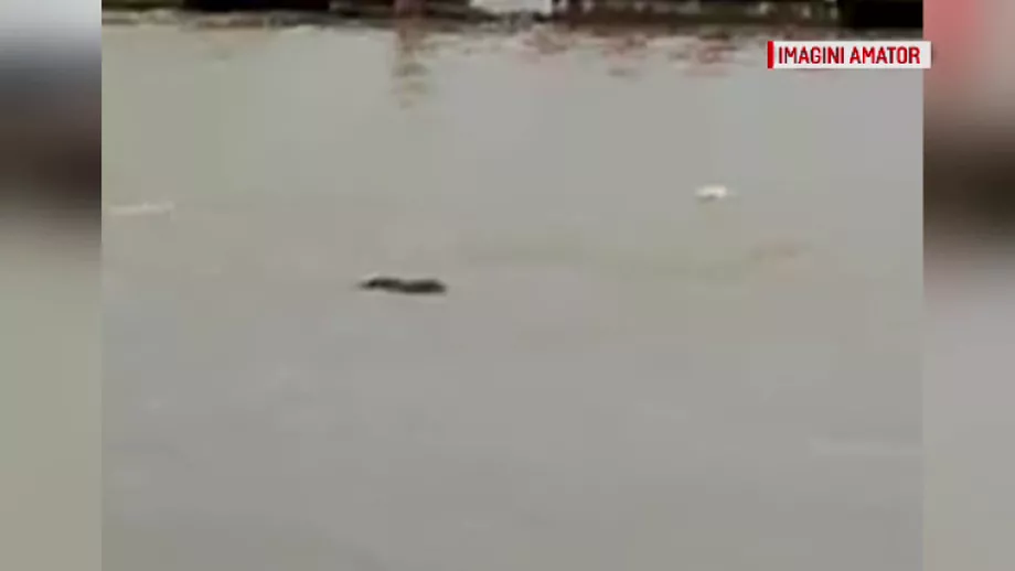 Un animal neobisnuit filmat pe Dunare Cum ar fi ajuns aici VIDEO