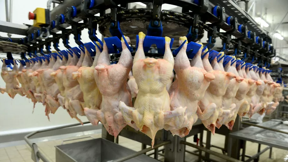 Alerta alimentara Peste 60 de tone de carne de pui cu salmonella descoperite in magazine