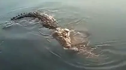 Crocodil filmat în timp ce trăgea cadavrul unui bărbat pe care îl omorâse....