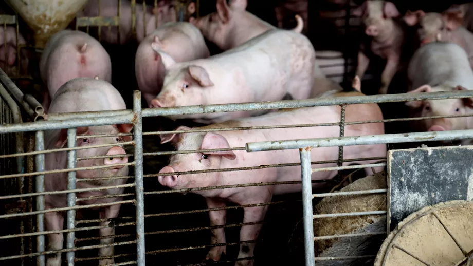 Noi reguli de crestere a porcilor in gospodarie Se interzice hranirea cu resturi alimentare Lista reglementarilor