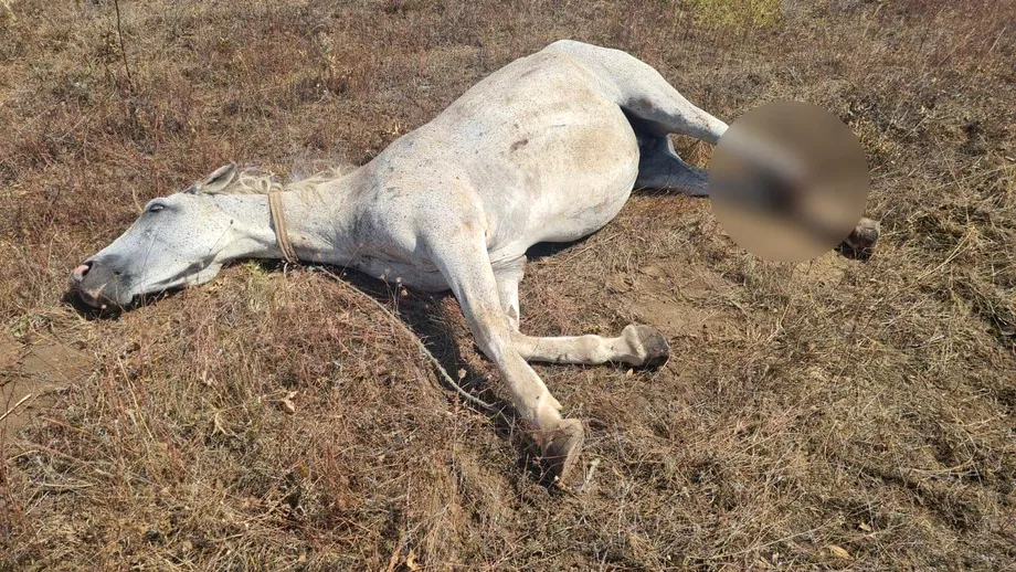 Un cal a fost lasat sa agonizeze pe un camp din Constanta dupa ce a fost ranit intrun accident Ce spun autoritatile