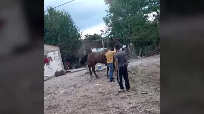 Scene revoltătoare. Bărbat filmat când își biciuiește calul și-l forțează să tragă o...