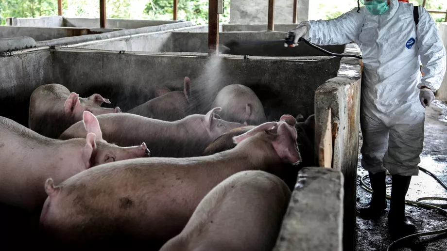 Pesta porcina face ravagii la o ferma din Timis Aproape 40000 de porci vor fi sacrificati