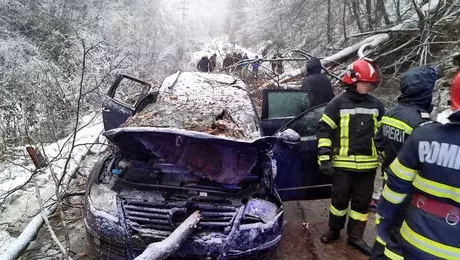 Moarte cumplita pentru un baiat de 14 ani din CarasSeverin Un copac a cazut peste masina in care se afla