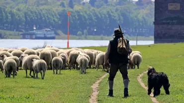 Decizie fara precedent in justitie Un cioban nu va uita niciodata pedeapsa primita din cauza a ceea ce a facut cu 130 de oi
