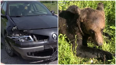 Urs lovit de mașină şi lăsat să moară, în Cluj. A agonizat ore întregi pe marginea drumului. Video