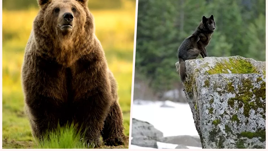 Animalul din Romania mai periculos ca ursul sau lupul Se camufleaza perfect si poti da peste el in mai multe zone