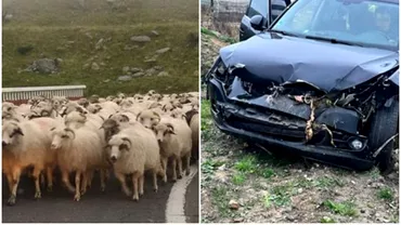Un sofer a lovit din plin o turma de oi pe un drum din Salaj 21 de animale au murit in urma impactului