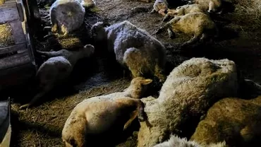 Un urs a facut prapad la o ferma din Harghita Aproape 50 de animale ucise Le crestem pentru fiarele salbatice