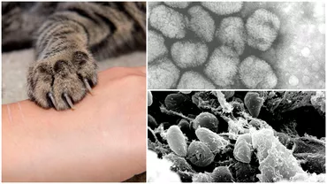 Un barbat din SUA a murit dupa ce a facut o forma rara de variola A luat virusul de la o pisica