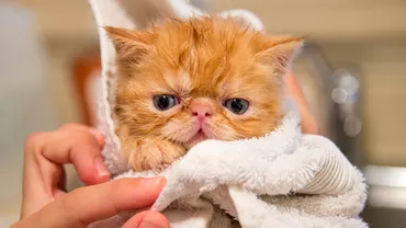 Cand trebuie de fapt sa faci baie pisicilor De ce nu e bine sa le speli des