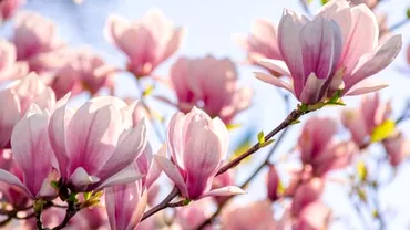 Cum protejezi magnolia din gradina pe timp de iarna Foarte multi gospodari fac o mare greseala