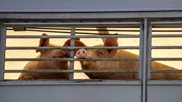Carnea de porc se va scumpi cu 25 in EuropaCare este motivul si cum va fi afectata Romania