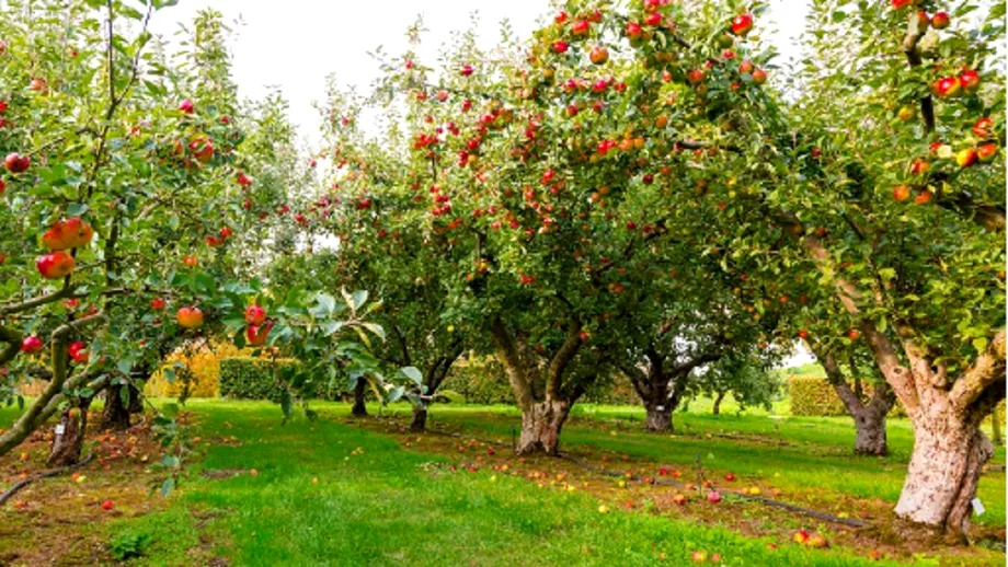 Cel mai bun tratament de facut toamna pentru pomii fructiferi Cu ce e bine sai stropesti dupa culesul fructelor