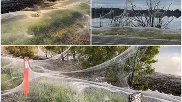 Regiuni întregi din Australia, acoperite de pânze de păianjen uriașe