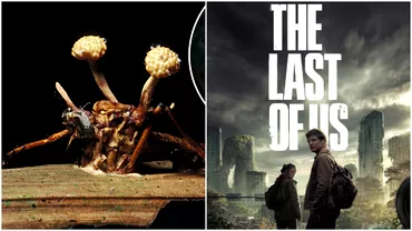 Cum arata o insecta infectata cu cordyceps ciuperca zombie din serialul The Last of Us de pe HBO Imagini terifiante