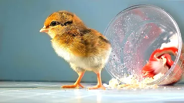 Joaca de-a Dumnezeu. Au reușit să crească un pui de găină într-un ou de sticlă. Video cu controversatul experiment