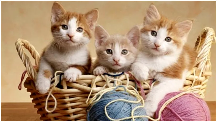 Ziua internationala a pisicii Top 5 cele mai ciudate rase de feline din lume