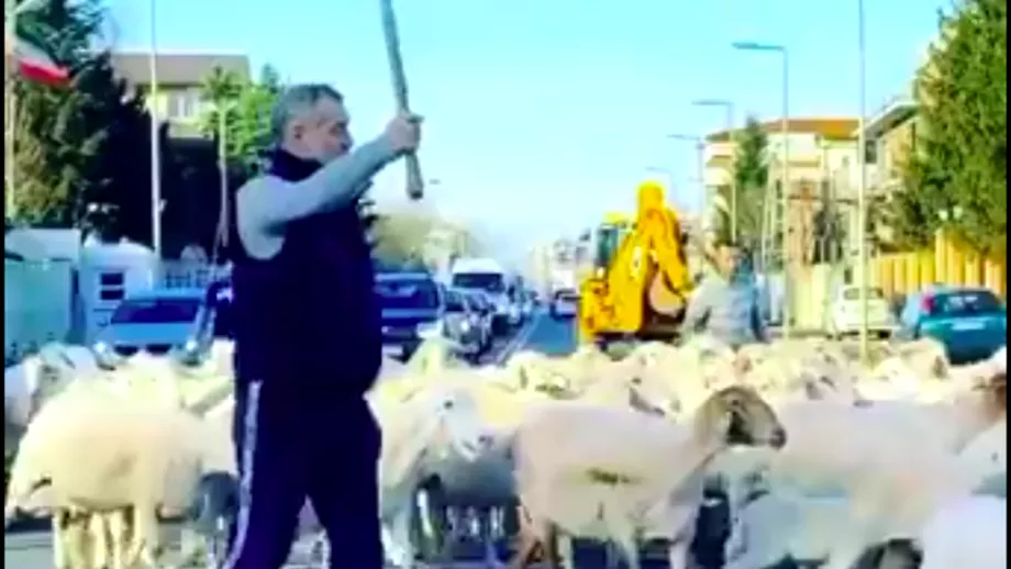 Imagini senzationale cu Gigi Becali A iesit cu oile in Pipera si a blocat circulatia VIDEO