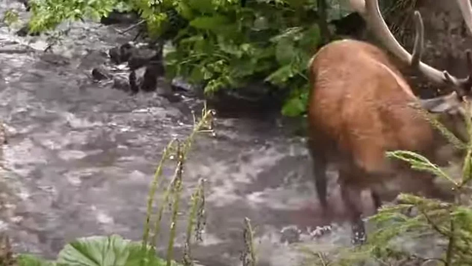 Imagini impresionante din padurile Romaniei Cerb atacat de lupi in Calimani Video