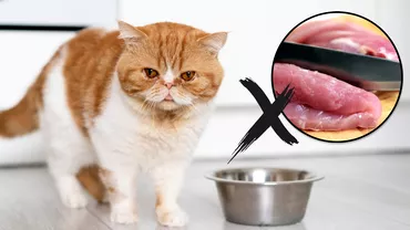 De ce nu e bine sati hranesti pisica cu carne cruda Pericolele la care este expus animalul de companie