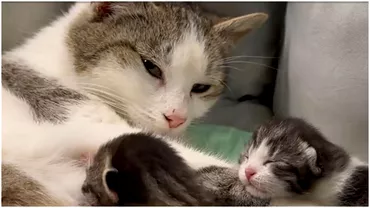 Imagini emotionante cu o pisica din Iasi A ajuns singura la o clinica veterinara pentru asi aduce pe lume puii