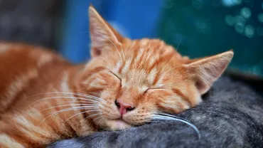 De ce sforaie pisica ta atunci cand doarme Explicatia e suprinzatoare