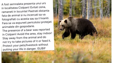 Alerta RoAlert urs observat in apropiere de Bucuresti la Cioplani Jandarmeria E vorba despre un pui