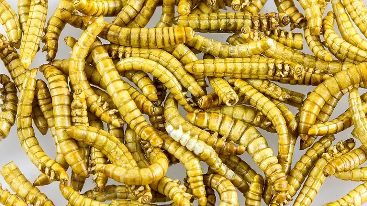 Comisia Europeană a introdus încă o insectă în meniul europenilor