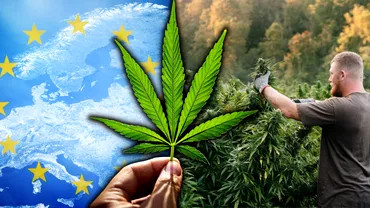 Legalizarea cannabisului pe agenda UE Germania cere Bruxellesului sa permita dezincriminarea productiei si consumului