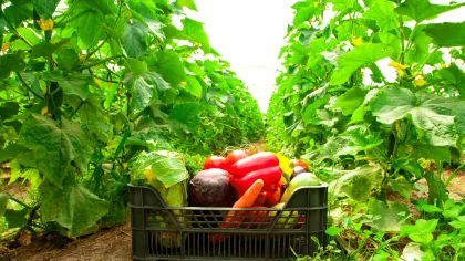 Mărarul, salata și roșiile – trufandalele cu cele mai multe pesticide. Reacția legumicultorilor:...