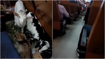 Nu nu e o gluma Sia luat caprele a urcat cu ele in tren la Deva si a venit  la Bucuresti Mirosul insuportabil ia innebunit pe ceilalti calatori timp de 10 ore