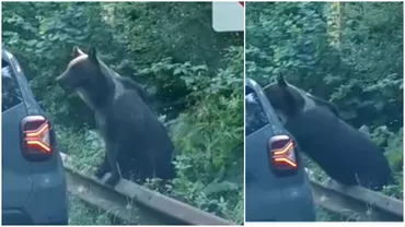 Ce ia facut un sofer unui urs aflat pe marginea drumului langa Lacul Vidraru Imaginile au devenit virale