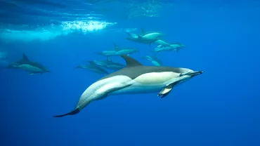 Cum dorm balenele si delfinii incat sa nu ramana fara aer Au un stil total diferit fata de oameni