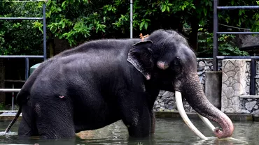 Disputa diplomatica in Asia Acuzatii intre Thailanda si Sri Lanka din cauza unui elefant