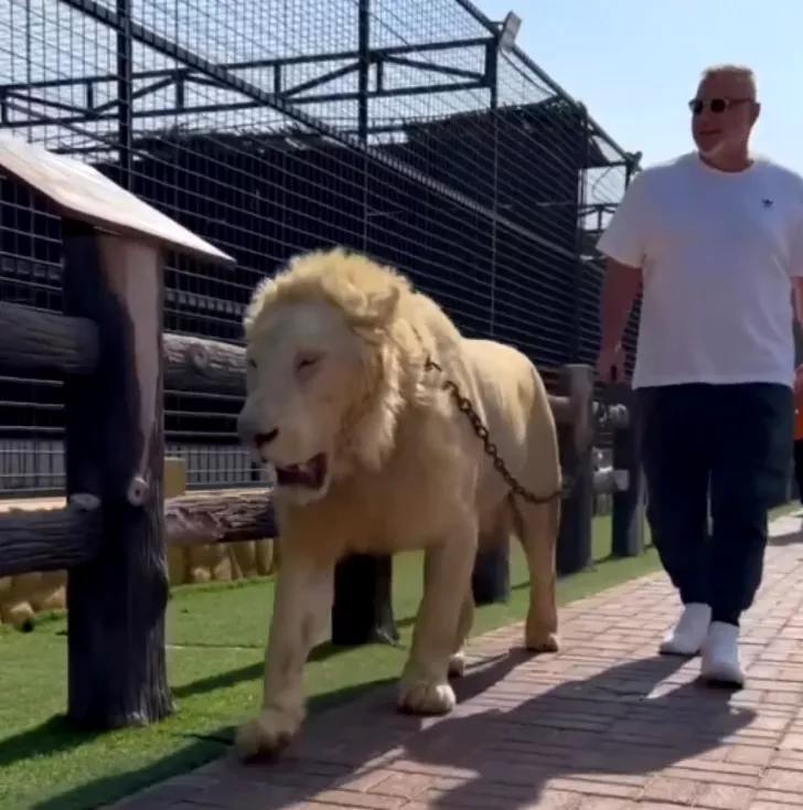 Cosmin Olăroiu a ieșit la plimbare cu un leu