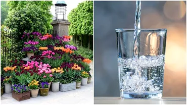 De ce sa uzi florile cu apa minerala Trucuri eficiente pe care trebuie sa le incerci neaparat