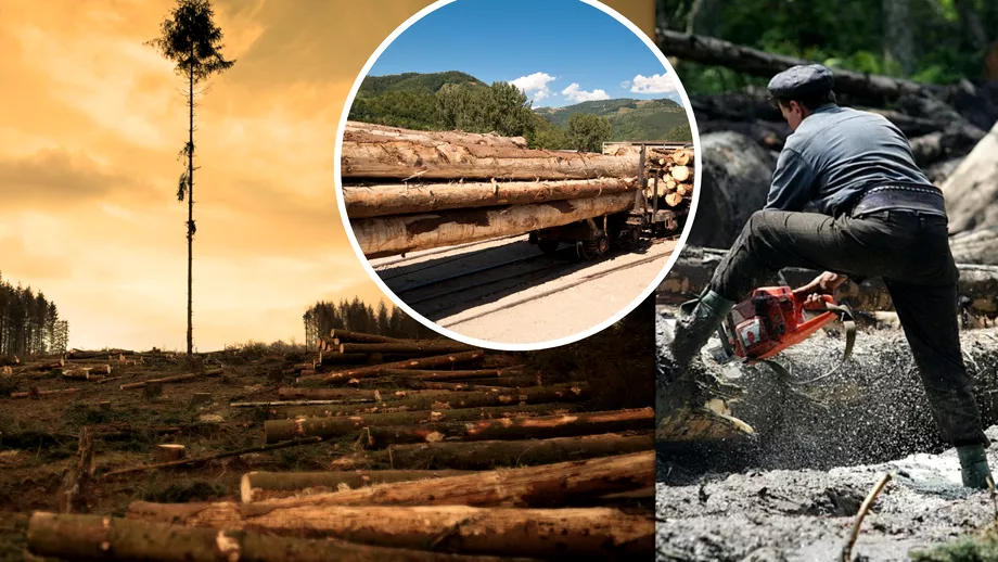 Lovitura dura pentru mafia padurilor Un proiect de lege impune noi restrictii pentru transportul lemnului