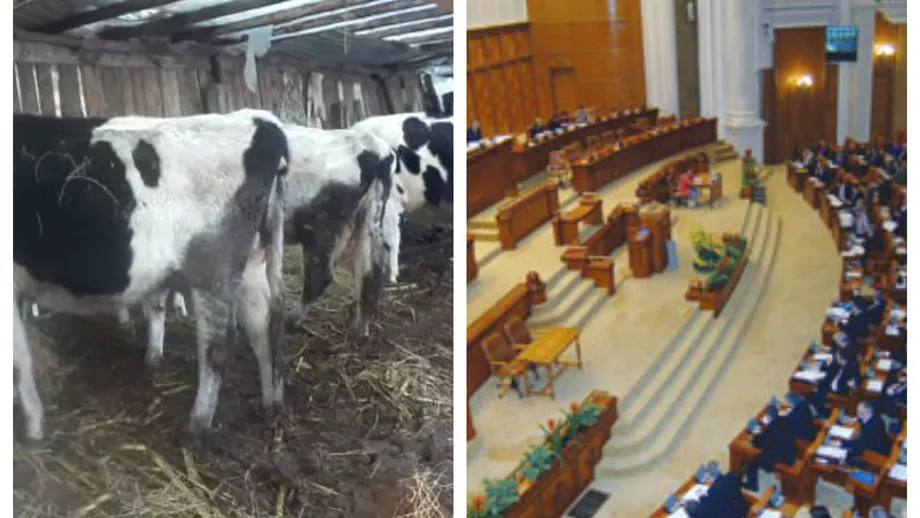 Ireal De la coada vacii spre Parlament Cum a ajuns o femeie de la tara sa fie locul 4 pe listele AUR